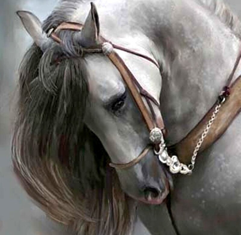 Gray Horse with Bridle — Calm