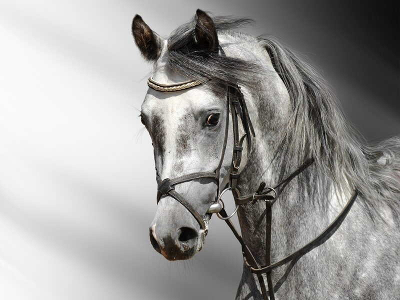 Gray Horse with Bridle — Dramatic, Photograph, Forelock