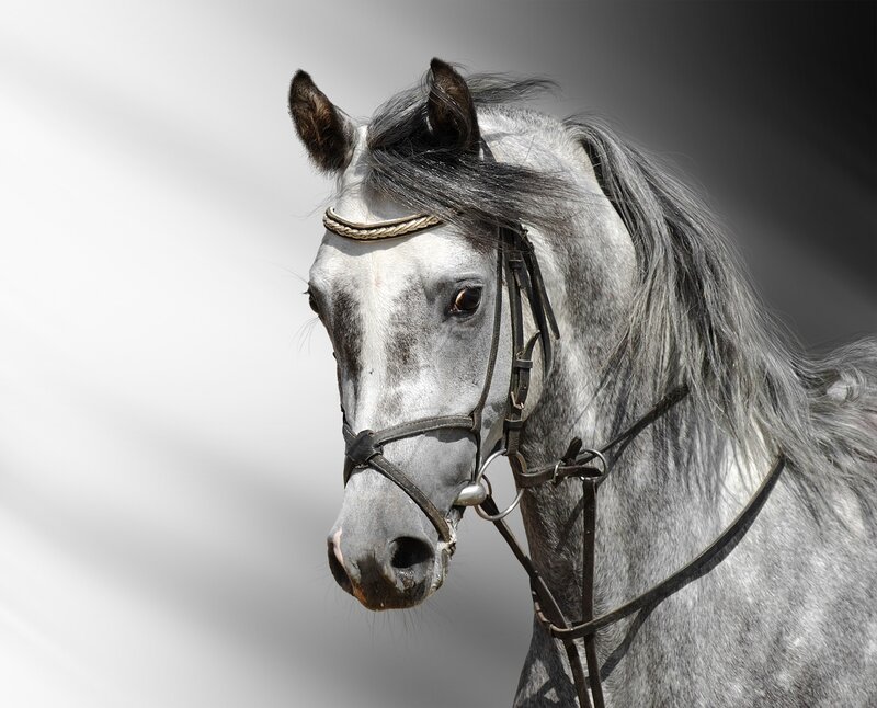 Gray Horse with Bridle — Dramatic, Photograph, Mane, Head