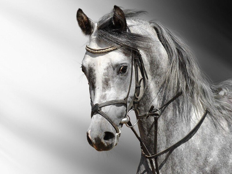 Gray Horse with Bridle — Dramatic, Photograph