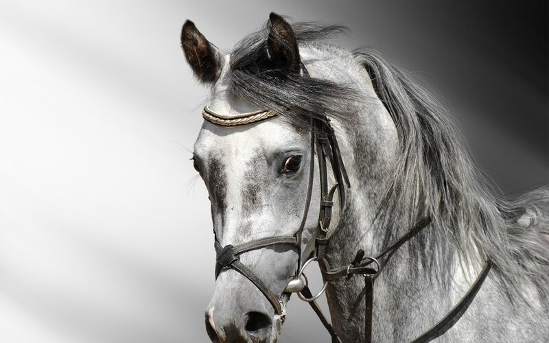 Gray Horse with Bridle — Dramatic