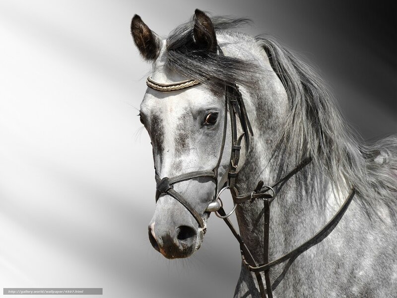 gray horse with bridle