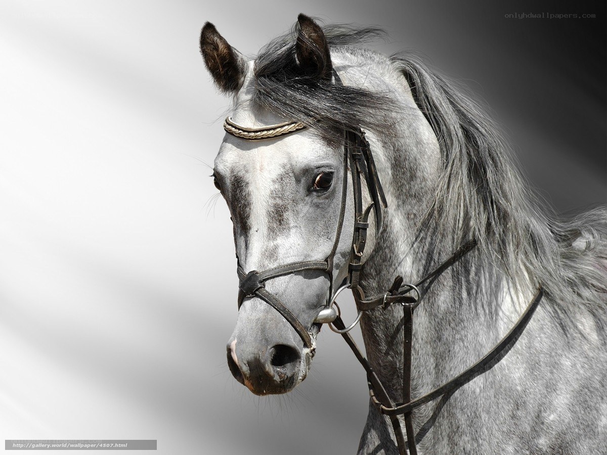 gray horse with bridle