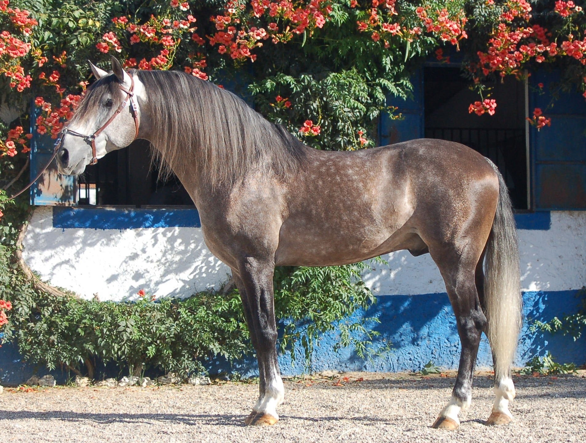 gray horse with flowers