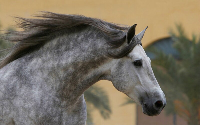 Gray Horse with Flowing Mane — Calm, Afternoon