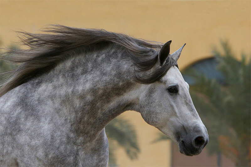 Gray Horse with Flowing Mane — Calm