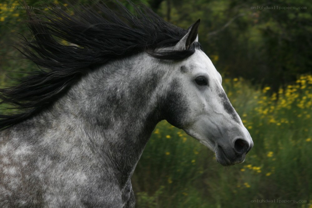 gray horse with flowing mane