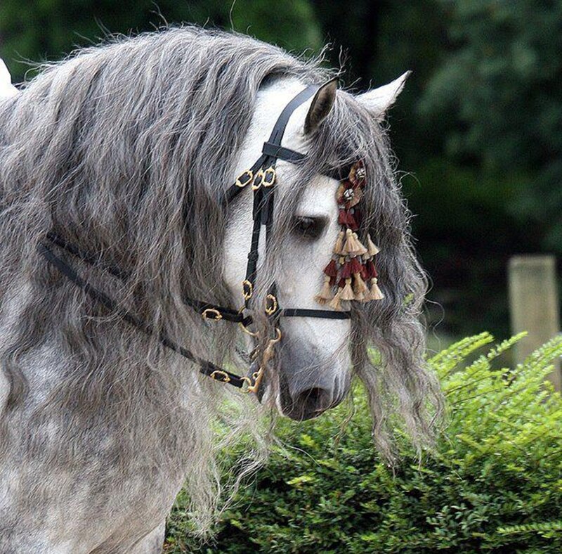 Gray Horse with Long Mane — Calm, Afternoon, Photograph, Bridle