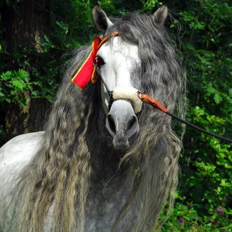 Gray Horse with Long Mane — Calm, Afternoon