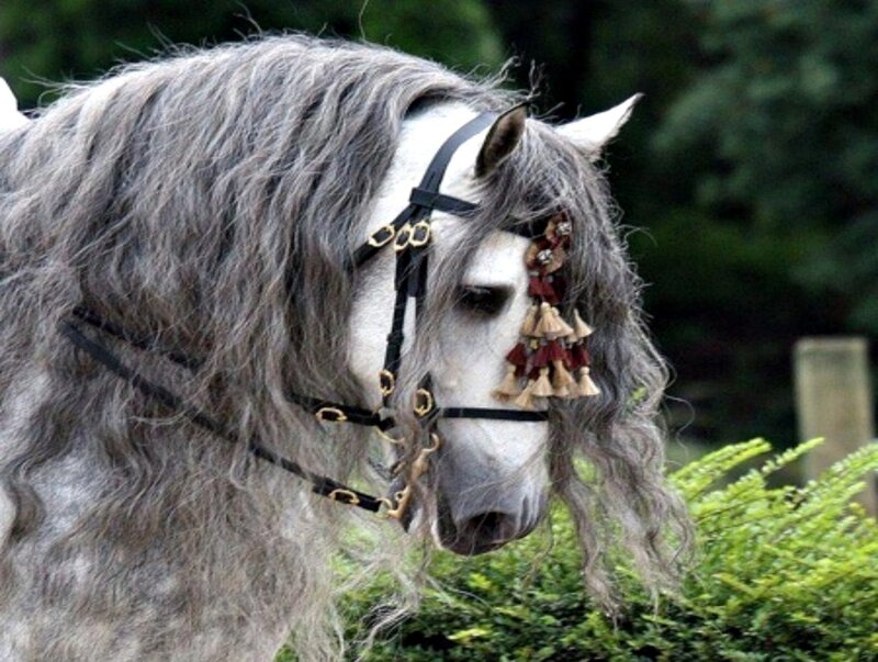 Gray Horse with Long Mane — Calm, Photograph, Bridle