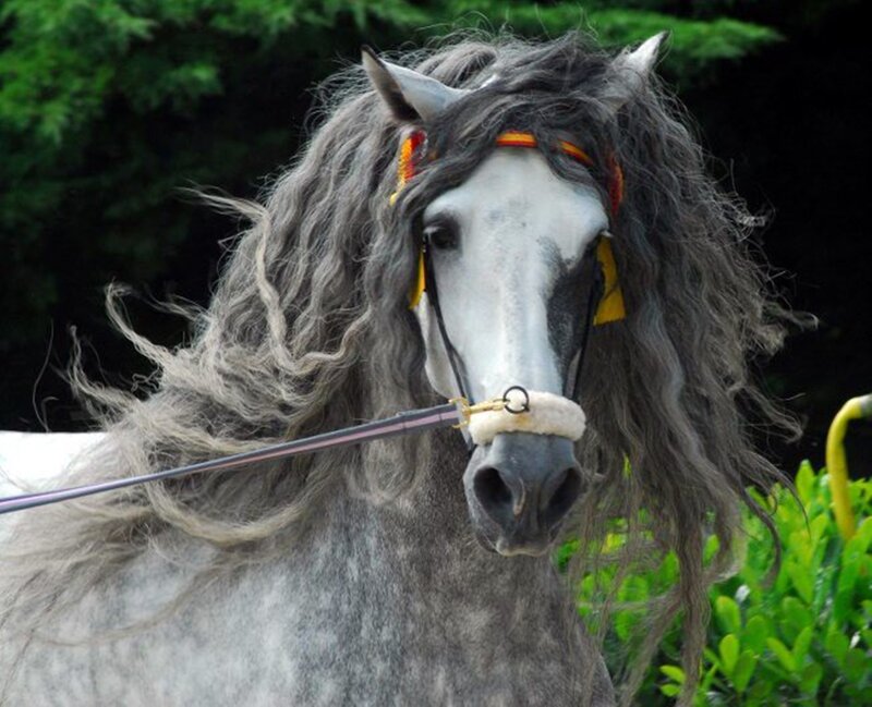 Gray Horse with Long Mane — Calm, Photograph