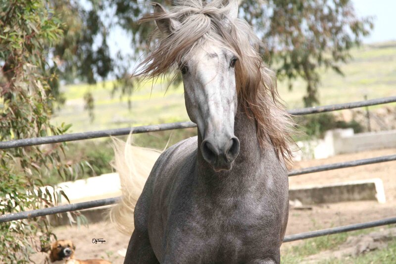 Gray Horse with Long Mane — Calm