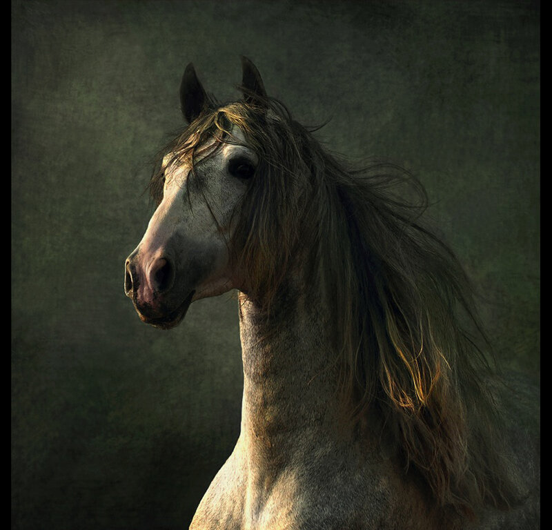 Gray Horse with Long Mane — Dramatic, Photograph