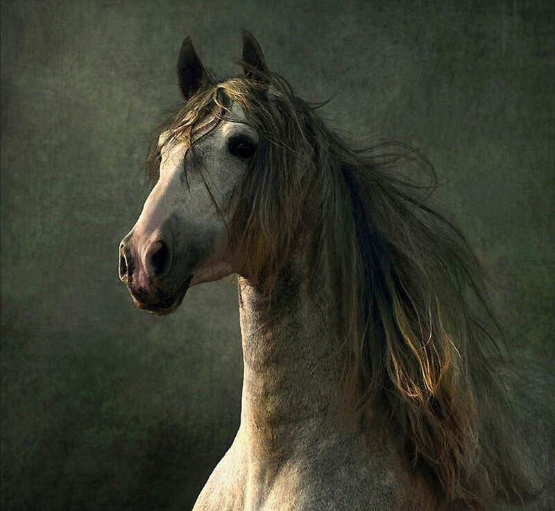 Gray Horse with Long Mane — Dramatic