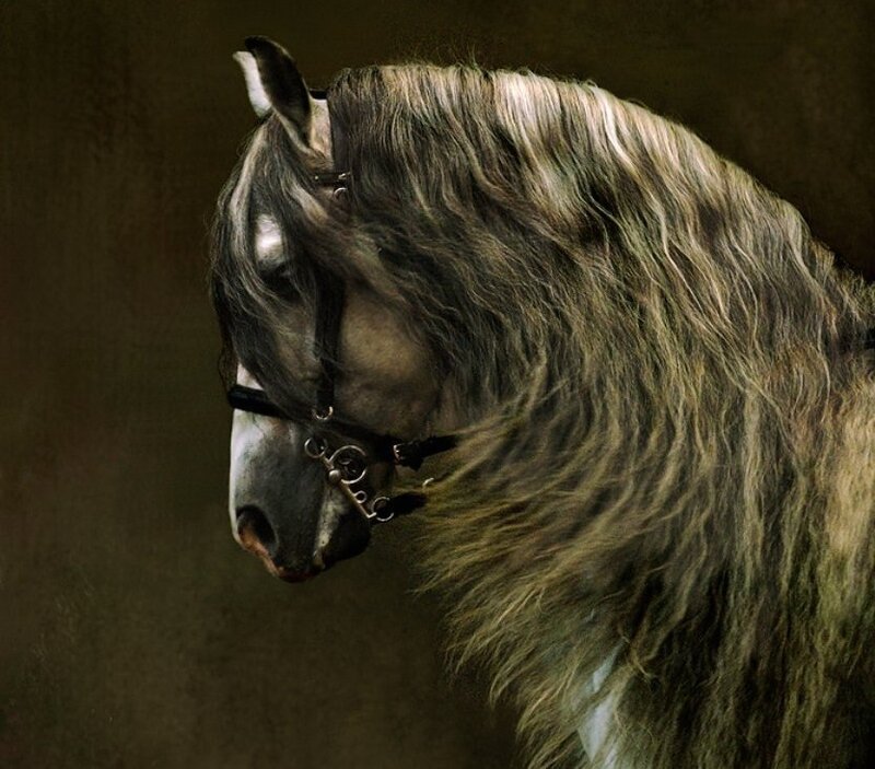 Gray Horse with Long Mane