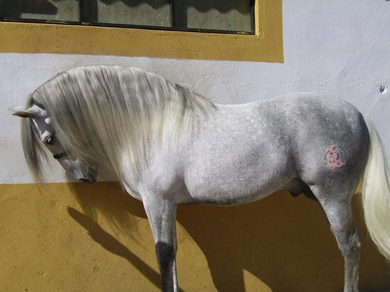 Gray Horse with Long Mane — White