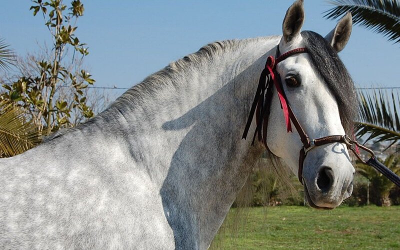 gray horse with red bridle