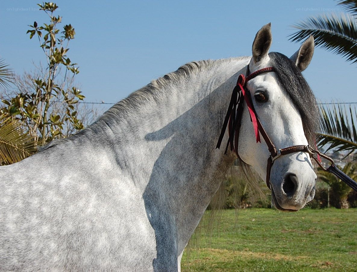 gray horse with red bridle