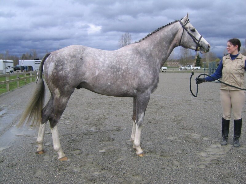 Gray Horse with Rider — Overcast
