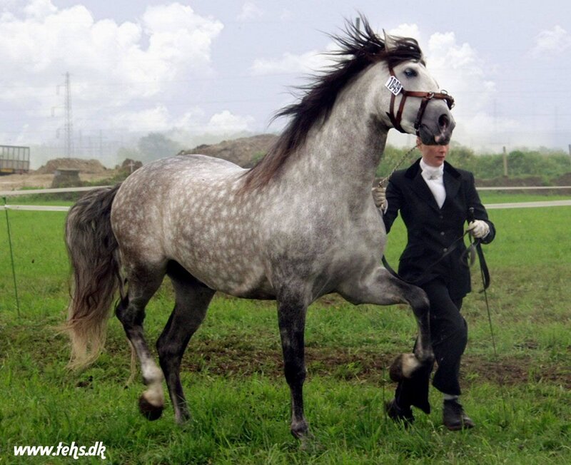 Gray Horse with Rider