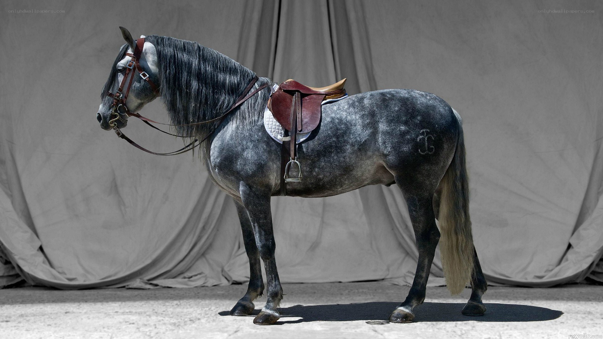 gray horse with saddle