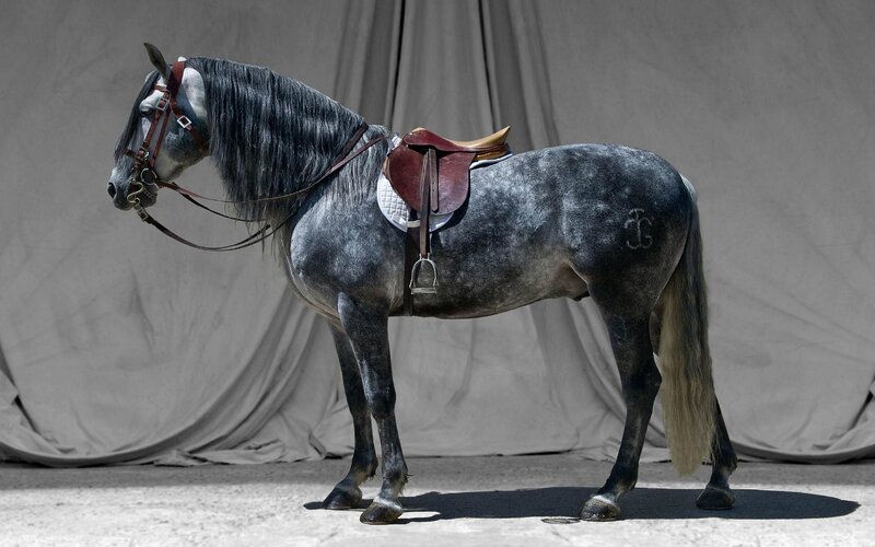 gray horse with saddle