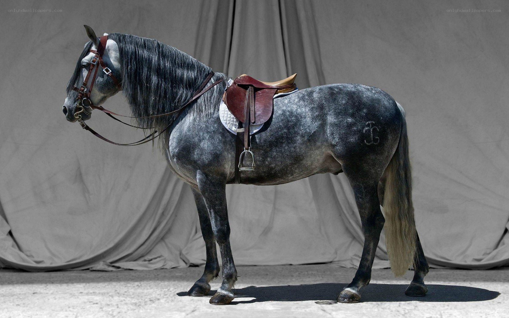 gray horse with saddle