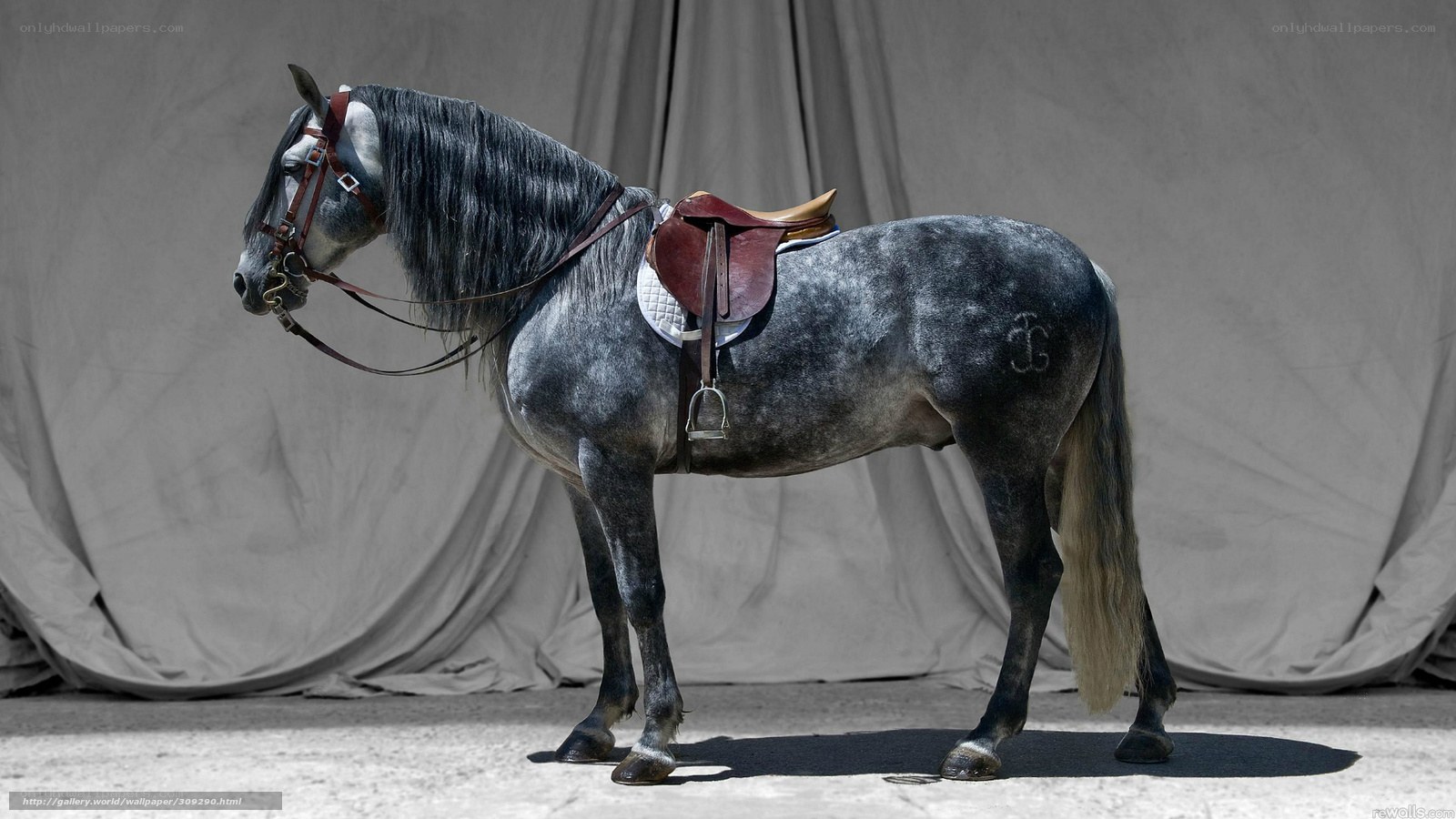 gray horse with saddle