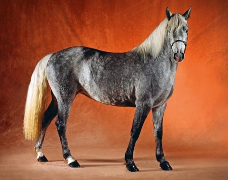 Gray Horse with White Mane — Orange