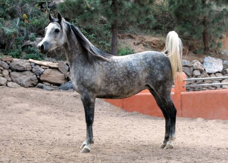 Gray Horse with White Mane