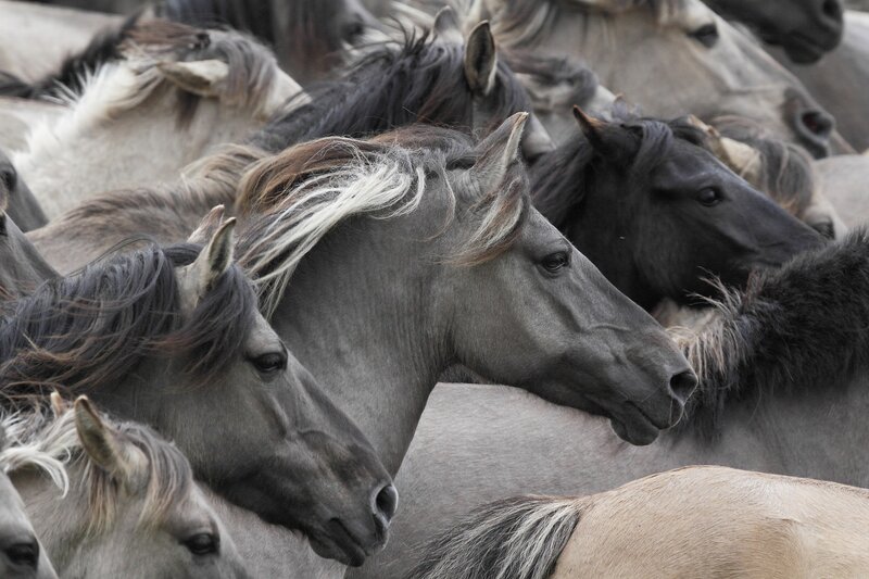 Gray Horses in Herd