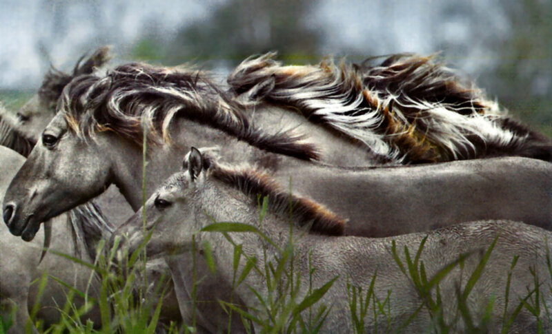 Gray Horses Running