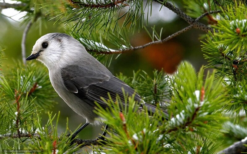 Gray Jay on Pine Branch — Green