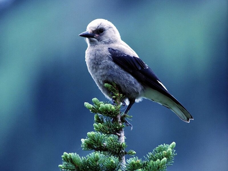 gray jay perched on branch