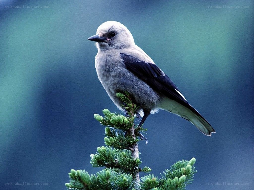 gray jay perched on branch