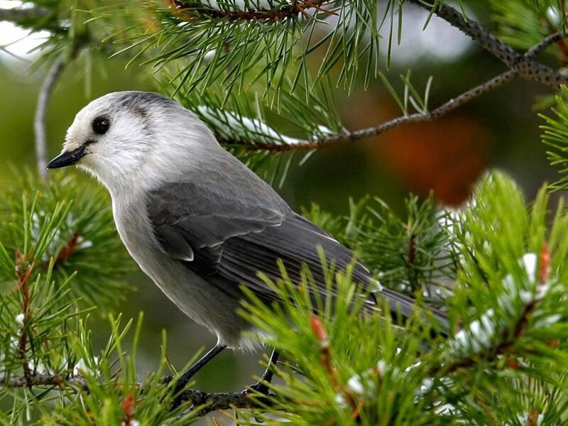 gray jay perched on pine branch
