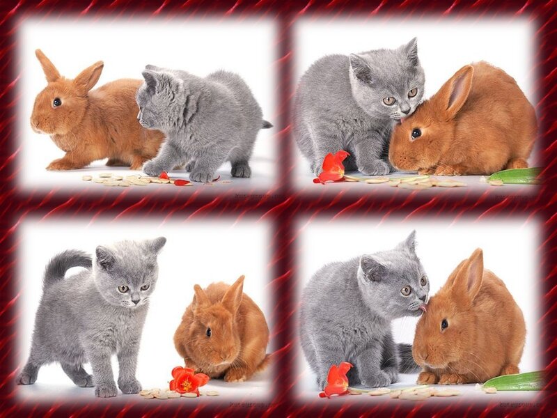 Gray Kitten and Brown Rabbit