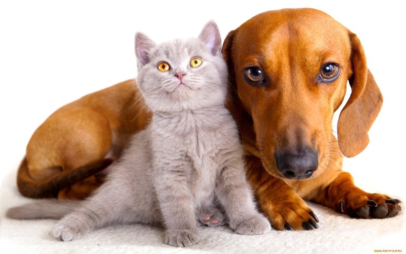 Gray Kitten and Dachshund — Calm