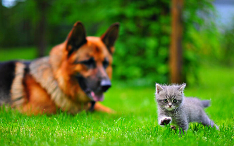 Gray Kitten and Dog — Green