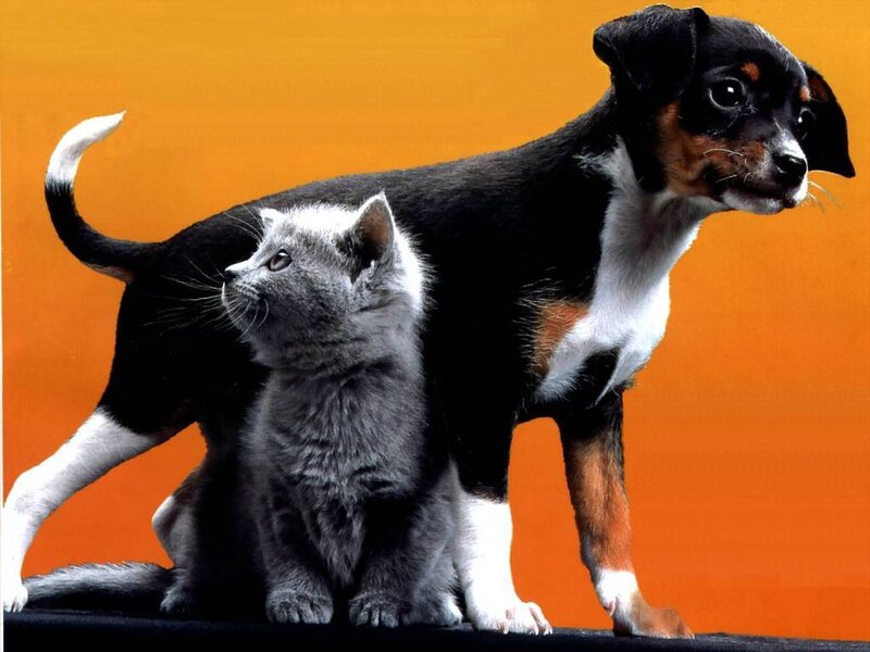 Gray Kitten and Puppy — Orange
