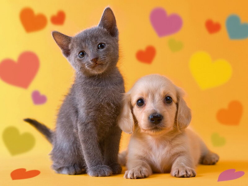 Gray Kitten and Puppy