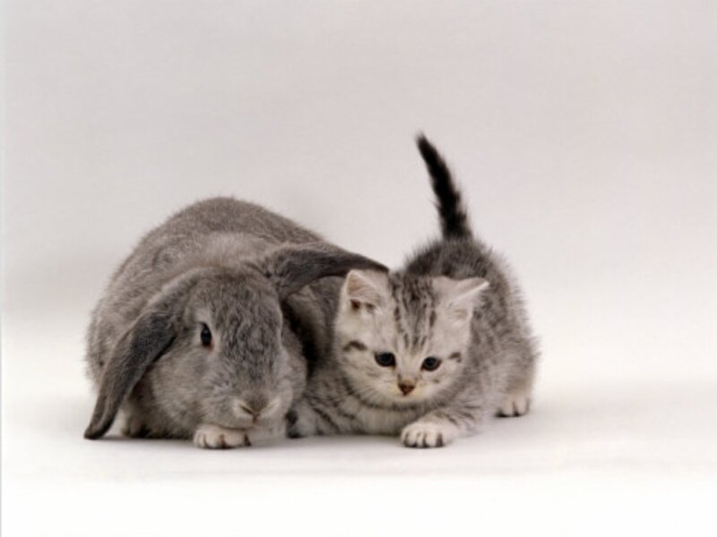 Gray Kitten and Rabbit