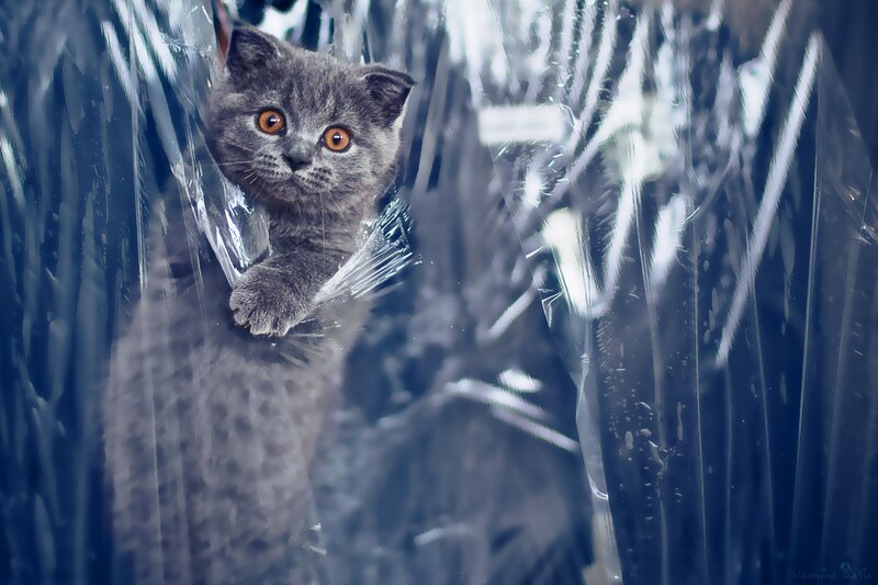 gray kitten behind plastic wrap