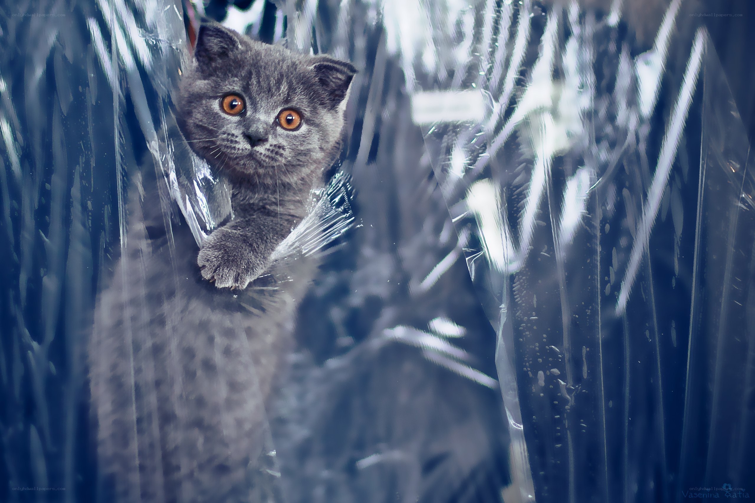 gray kitten behind plastic wrap