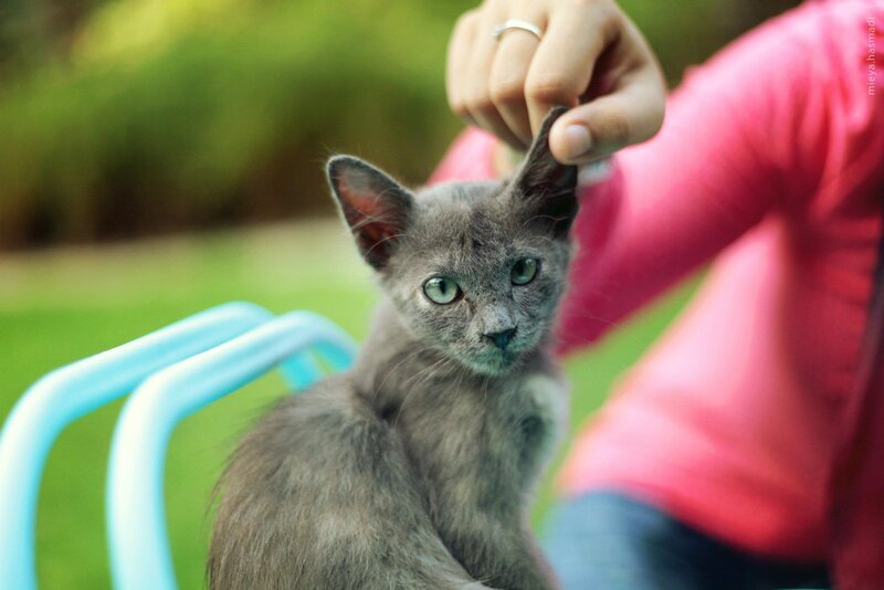 Gray Kitten Being Petted