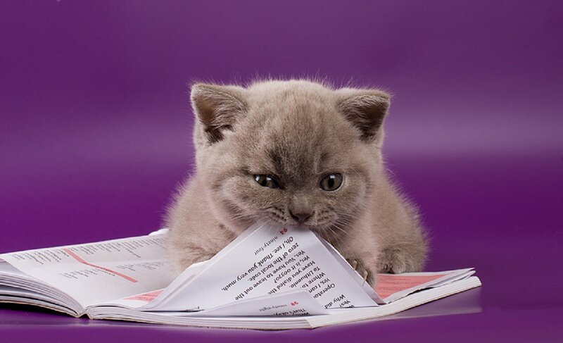Gray Kitten Biting Book
