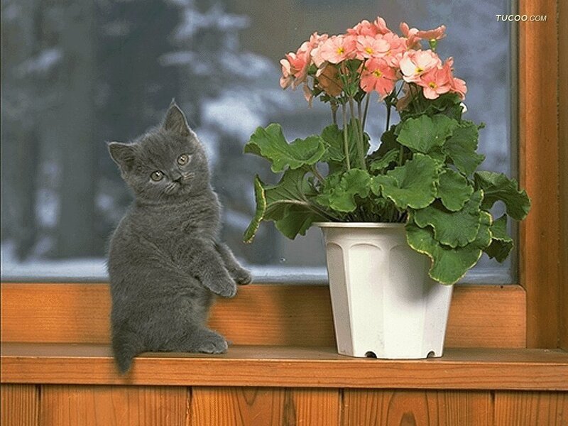 Gray kitten by a flower