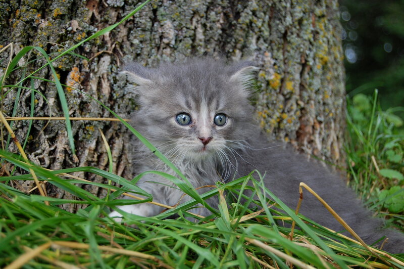 gray kitten by tree