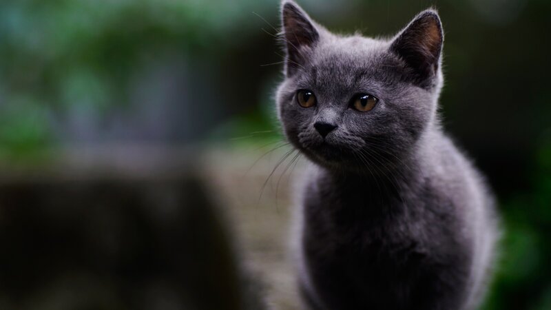 Gray Kitten — Calm, Photograph, Eyes