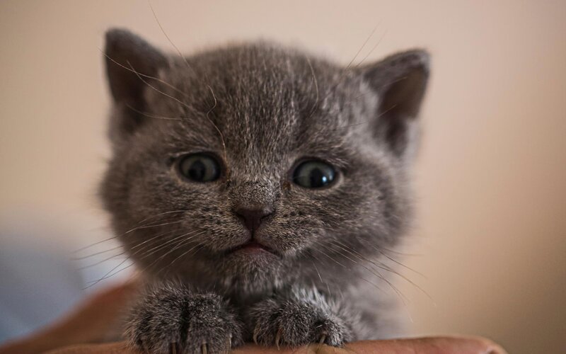 Gray Kitten — Calm, Photograph